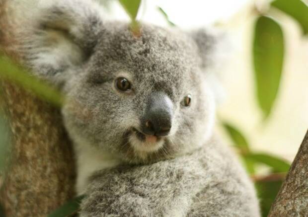 10 cosas que sólo entenderás después de vivir en Australia