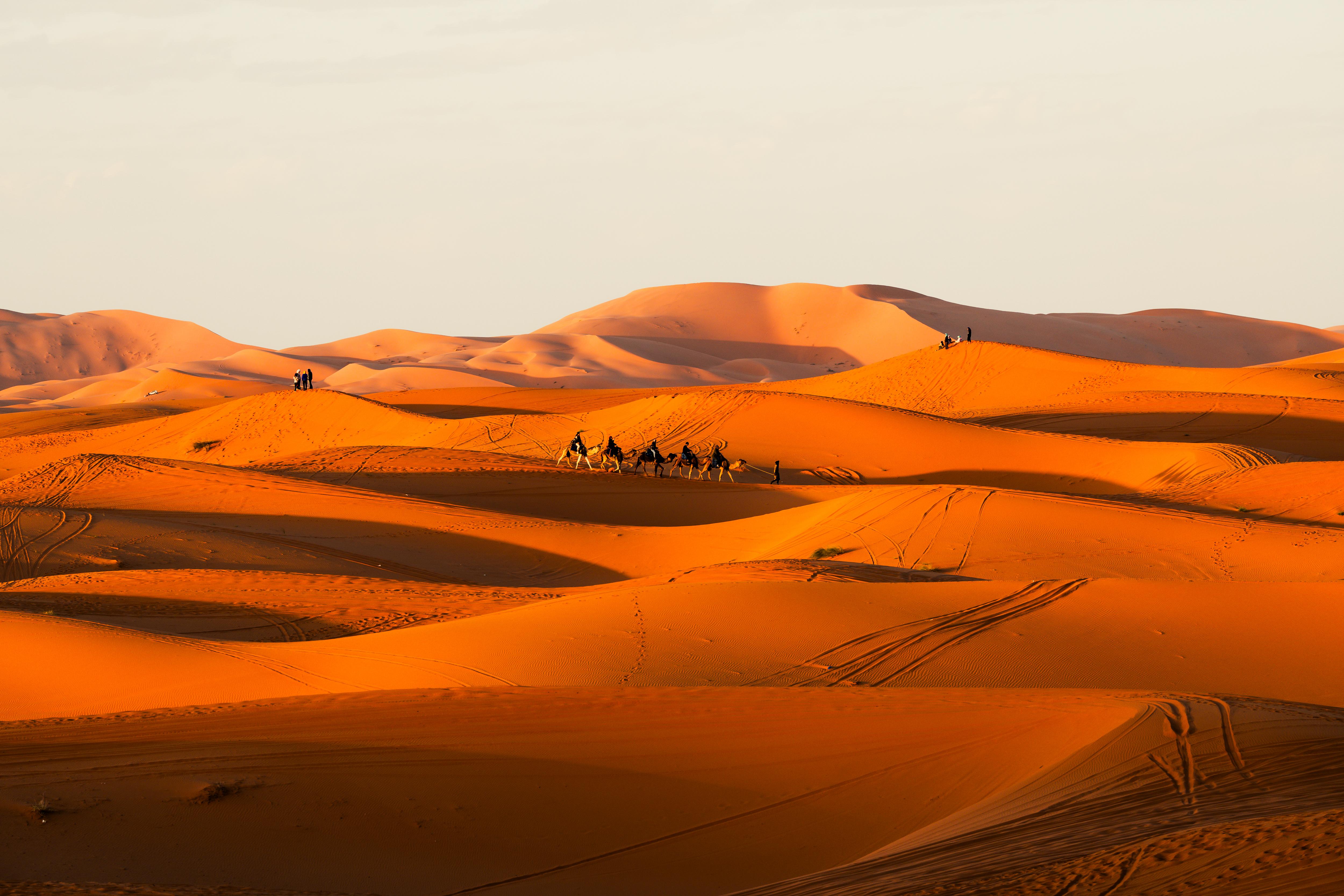 Desert landscape at sunset with camels walking across golden sand dunes