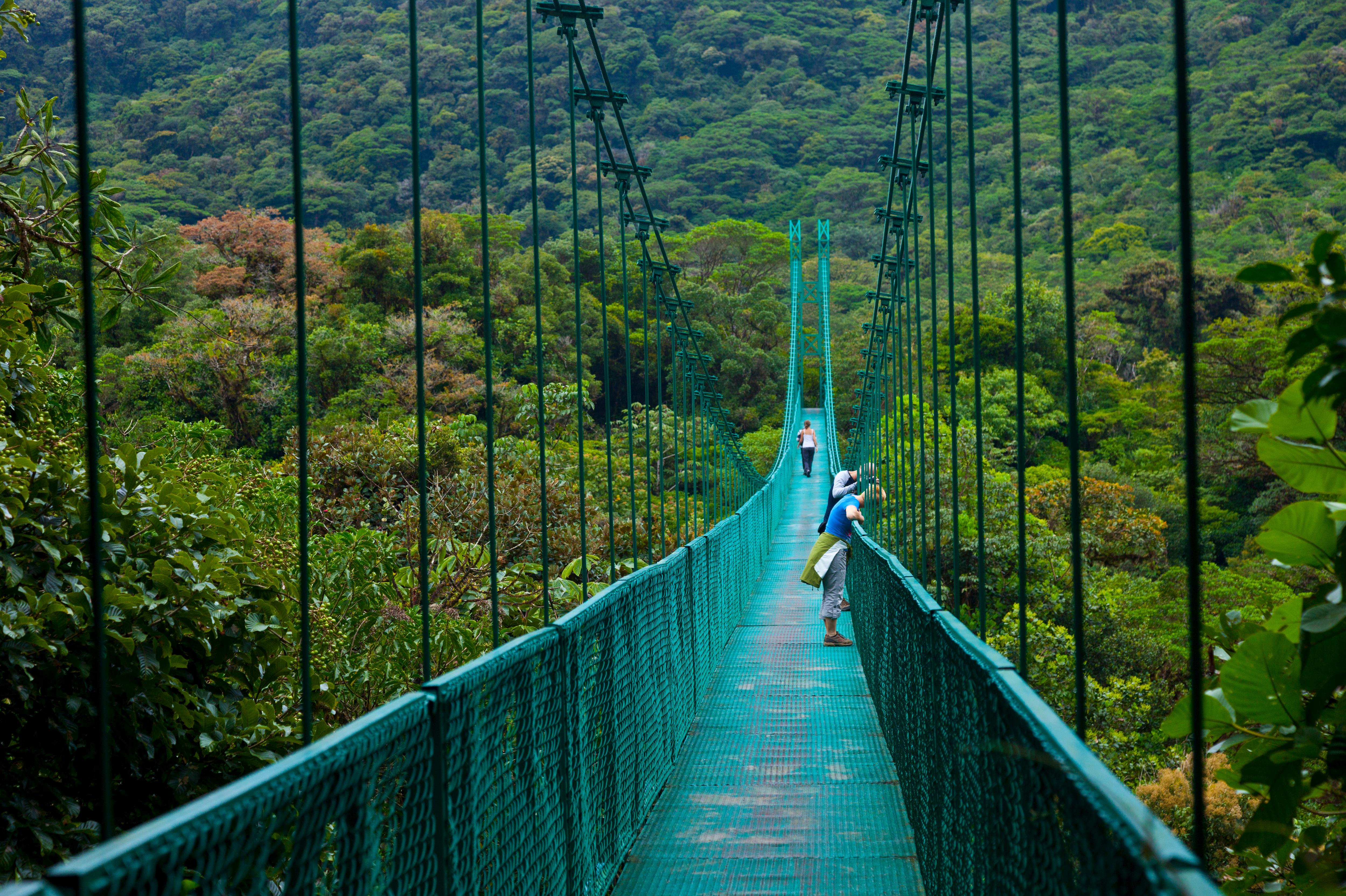 Monteverde Cloud Forest Reserve hanging bridge adobe the lush rainforest canopy