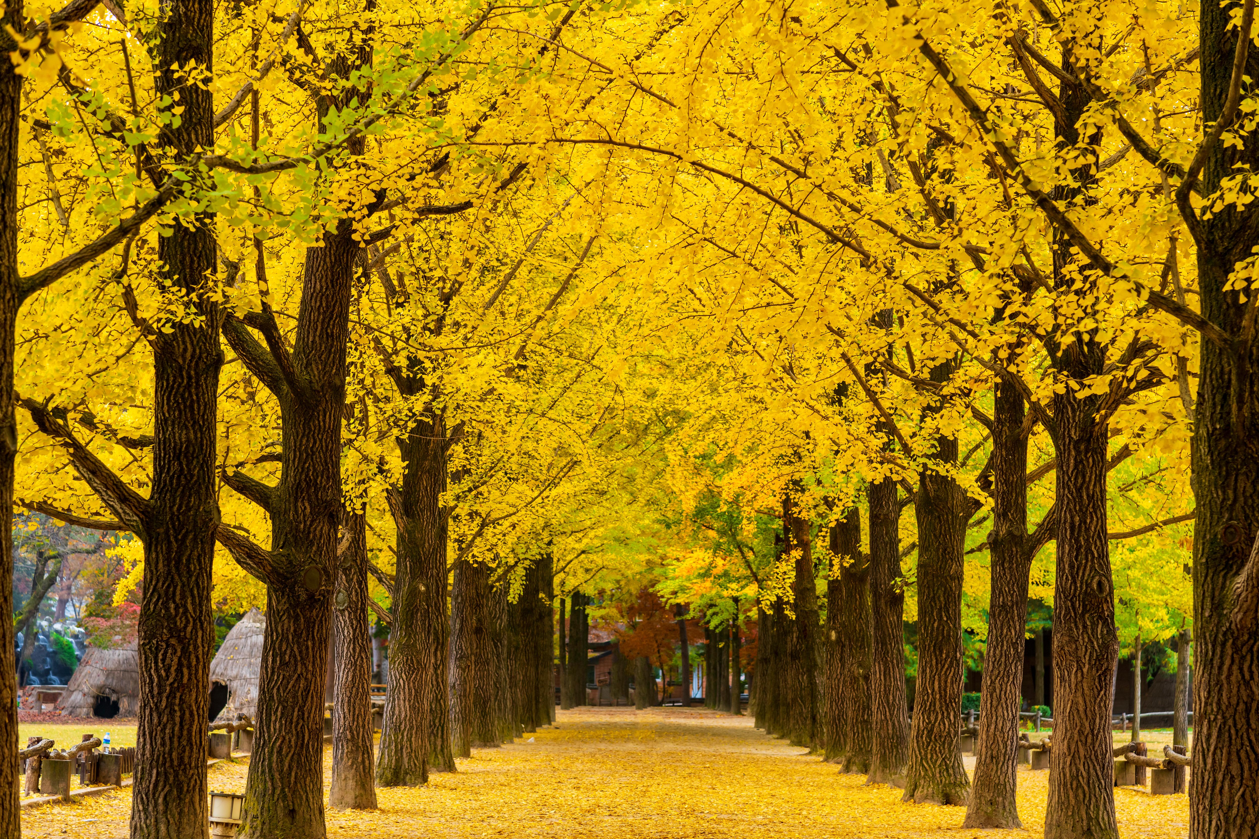 Songpa Ginkgo Tree Lane and Nami Island’s Iconic Tree-Lined Landscape