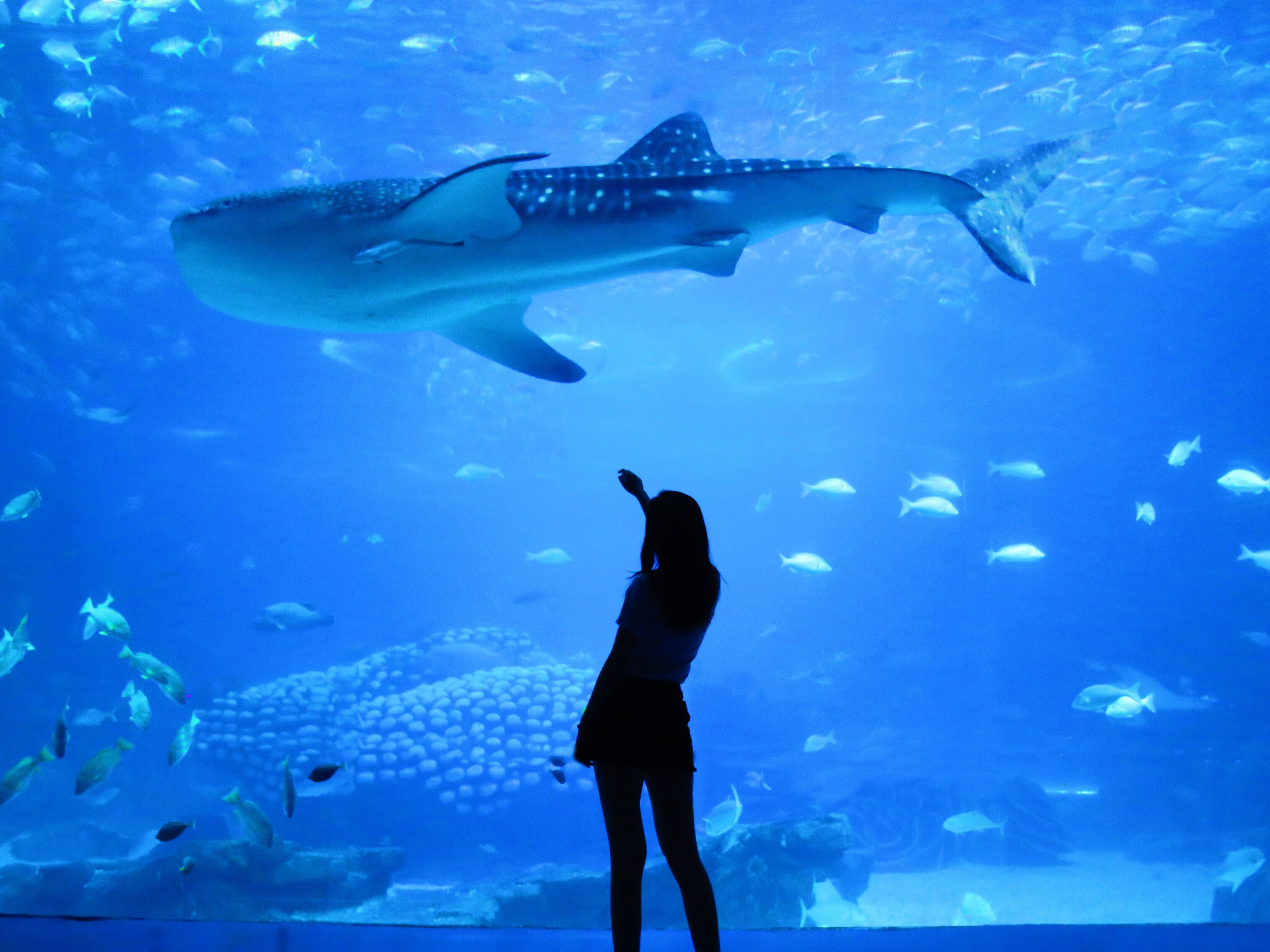 Students At S.E.A Aquarium
