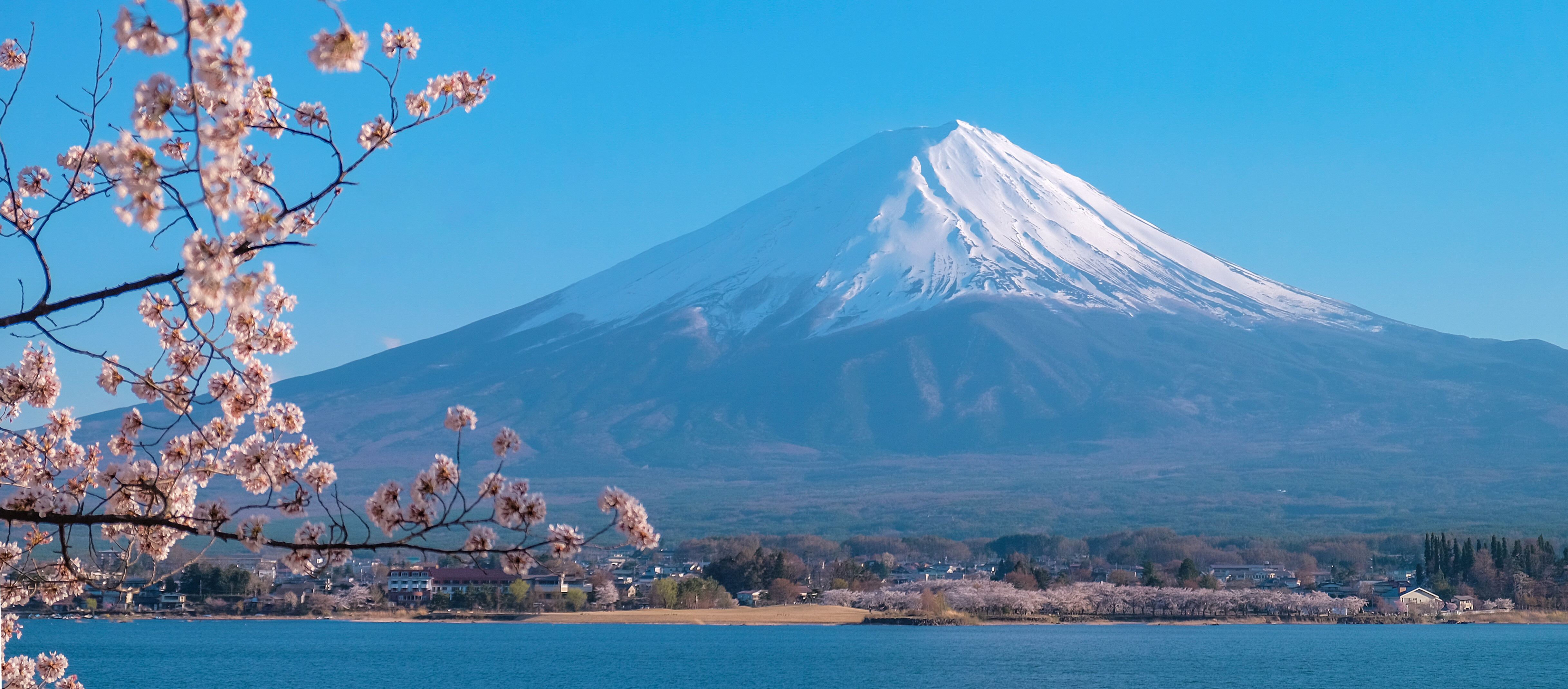Mount Fuji with Cherry Blossoms and Sunny Coastal view