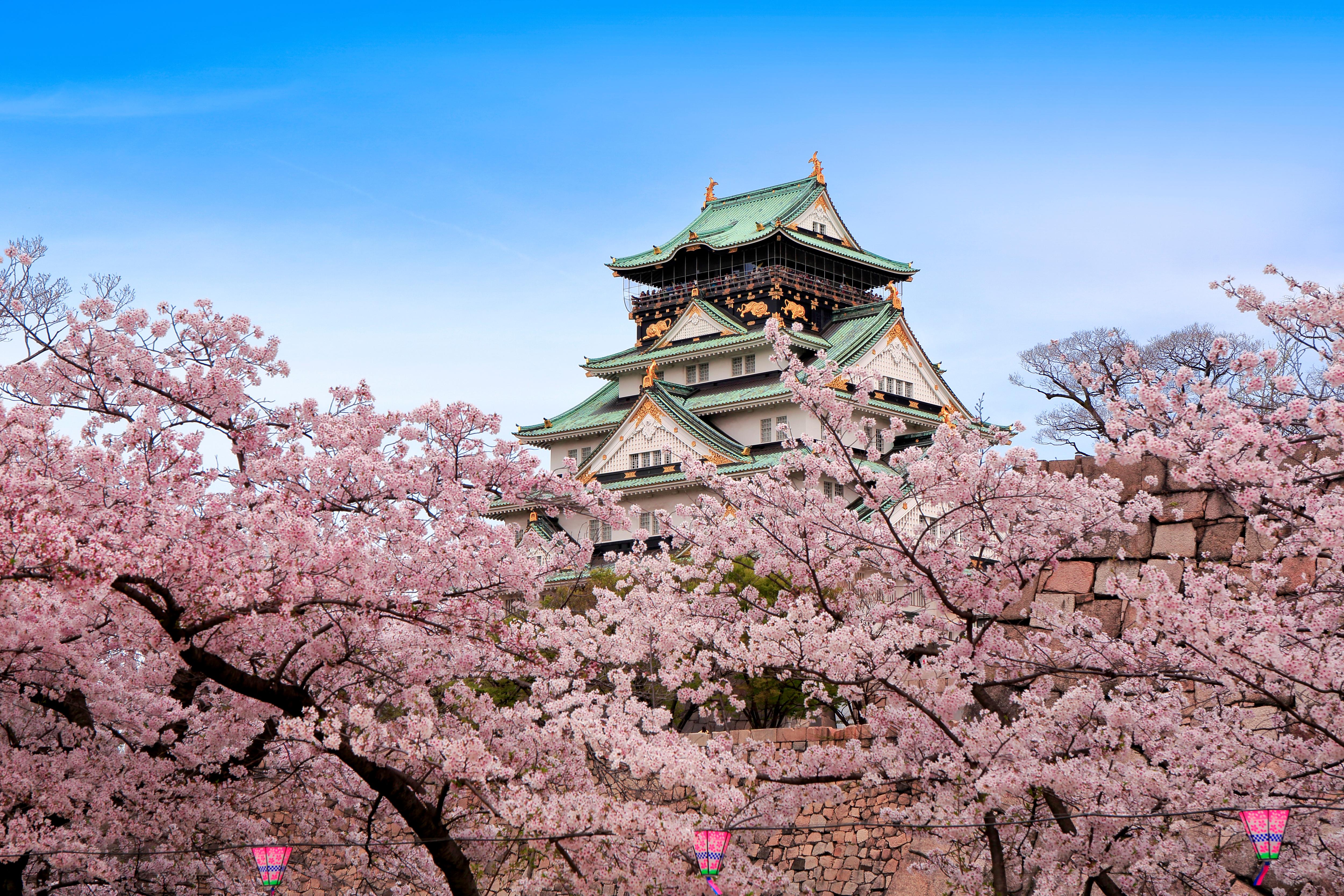 Osaka Castle Framed by Cherry Blossoms Beneath a Clear Spring Sky