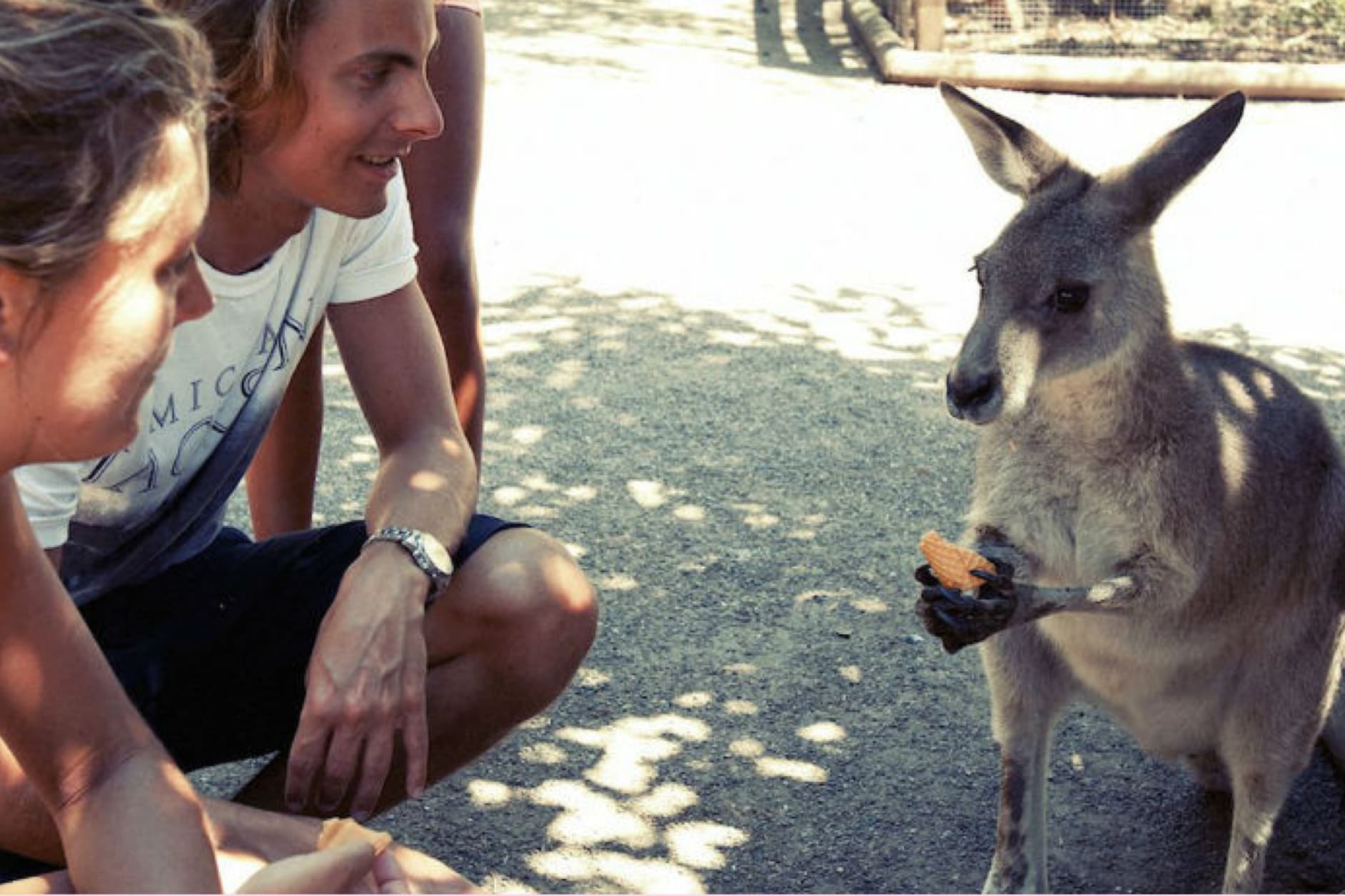 Two young people are kneeling on the ground, feeding a kangaroo a piece of carrot. The kangaroo is standing on its hind legs, holding the carrot with its front paws.
