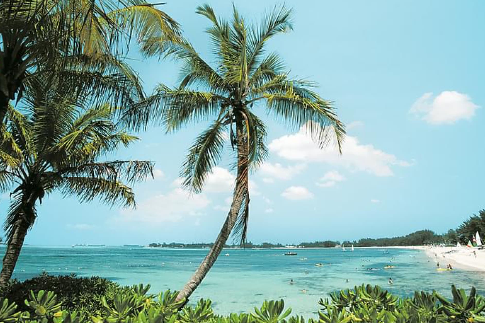 A tropical beach scene featuring palm trees, turquoise waters, and a clear blue sky dotted with fluffy clouds. People are seen relaxing on the shore and swimming in the ocean.