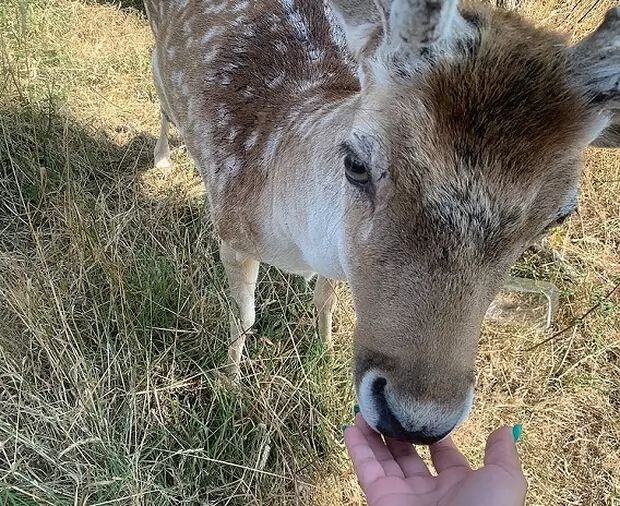 A person is offering food to a deer, which is leaning forward to take it from their hand. The deer has a spotted coat and is looking directly at the camera.
