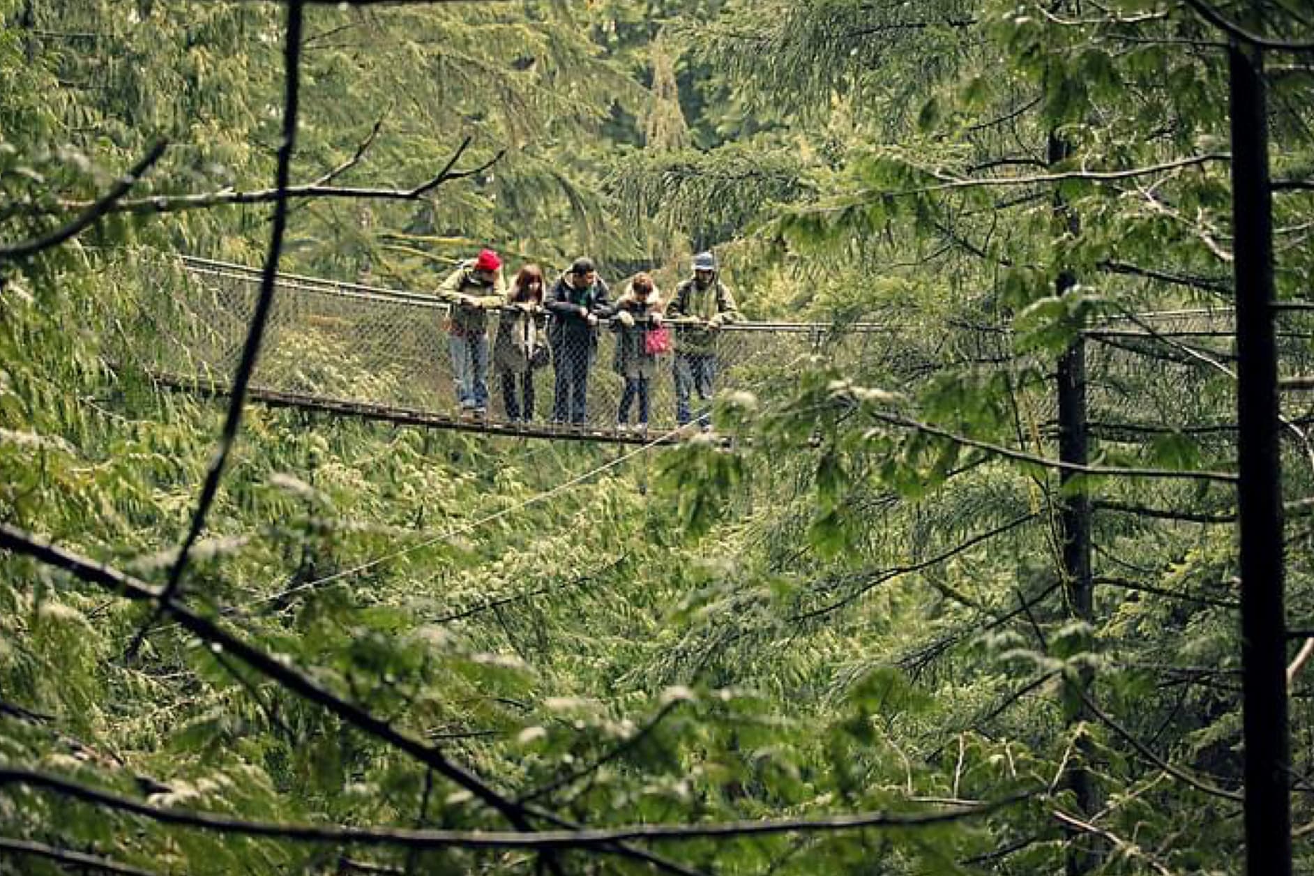 A group of people are walking across a suspension bridge in a lush green forest, surrounded by tall trees and dense foliage.