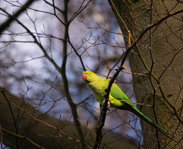10 charming creatures for wildlife lovers to spot in the UK