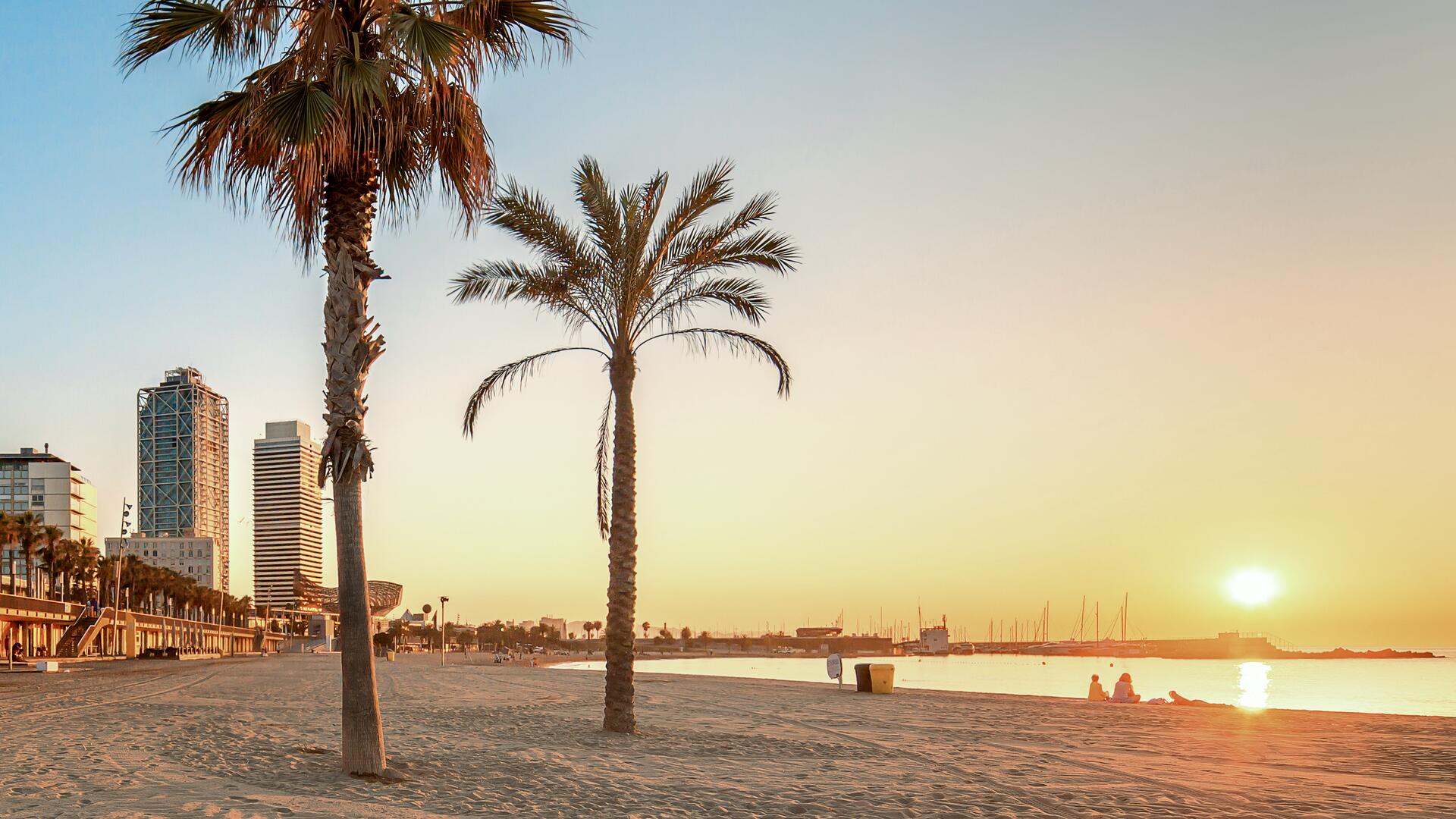 A serene beach scene at sunrise, with palm trees in the foreground and modern buildings in the background. The sun casts a warm glow over the calm ocean.
