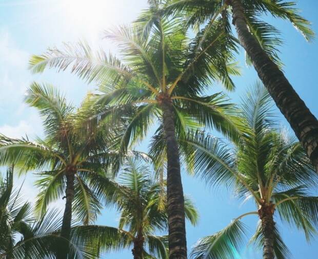 Honolulu med EF
