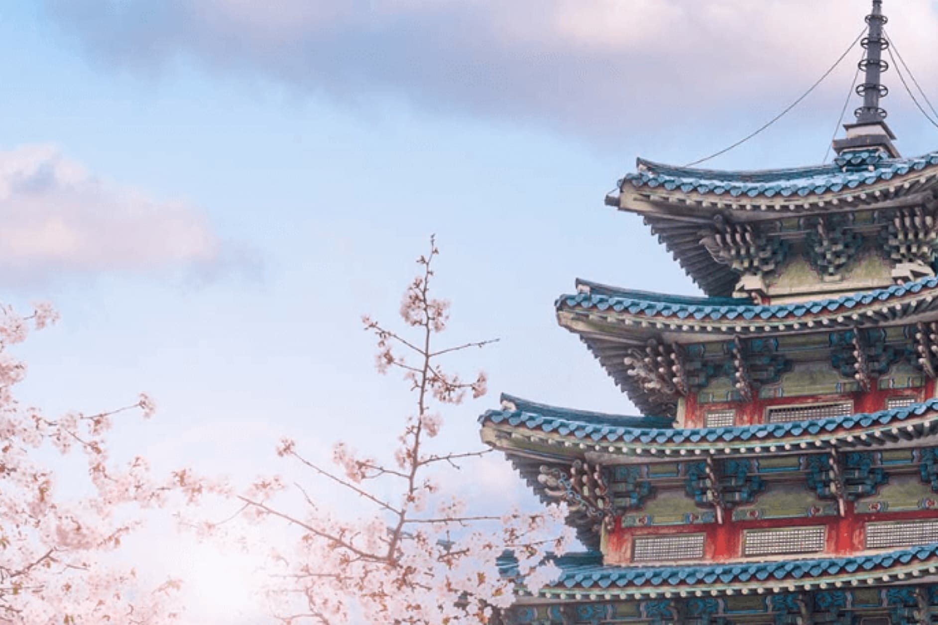 This image features a traditional East Asian pagoda, likely in Japan or Korea, surrounded by delicate cherry blossoms in bloom under a soft, cloudy sky.