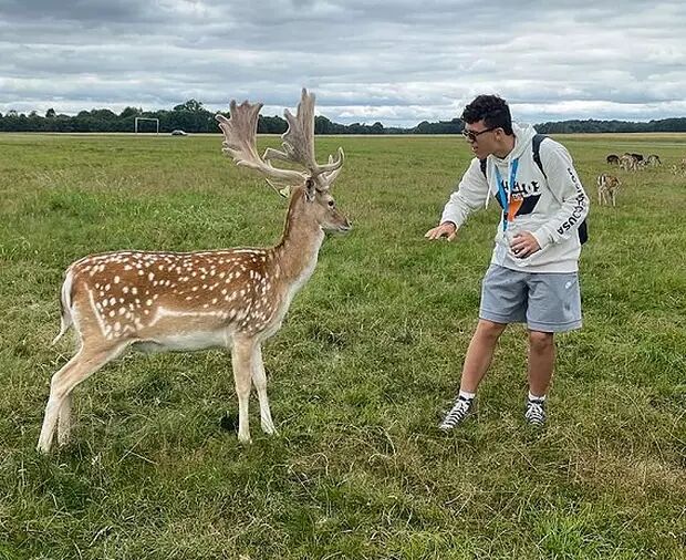 A man wearing glasses and a hoodie stands in a grassy field, extending his hand towards a spotted fallow deer with large antlers. Other deer and trees are visible in the background.