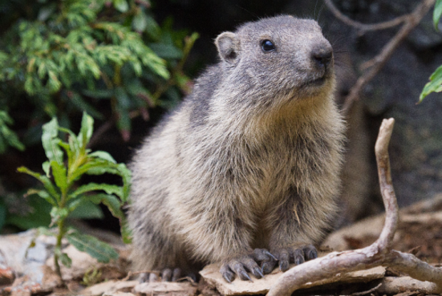 El día de la Marmota: claves para entender por qué se celebra