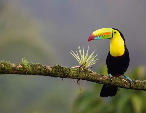 This is a vibrant Keel-billed Toucan perched on a moss-covered branch, showcasing its strikingly colorful beak against a soft, blurred natural background.