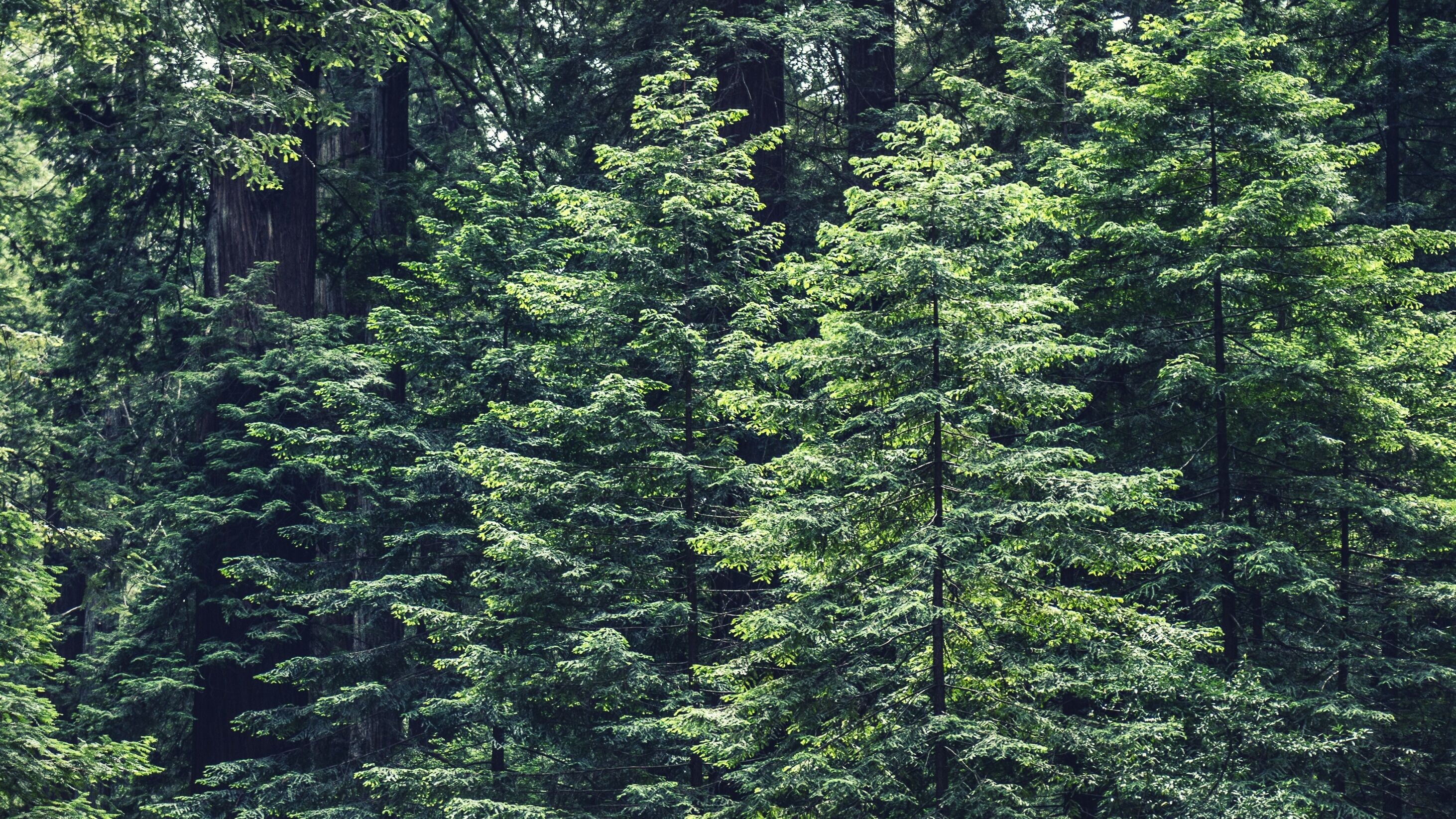 A dense forest of tall, green coniferous trees, with branches closely packed, forming a lush canopy that filters sunlight.