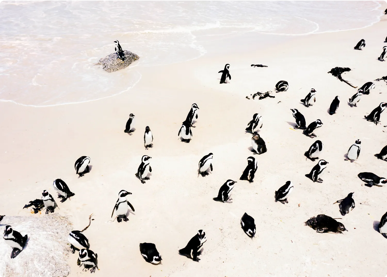 A group of penguins basks on a sandy beach, with some standing and others lying down in the sand as gentle waves lap the shore.